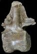 Thescelosaurus Vertebrae With Much Of Process Intact #54908-2